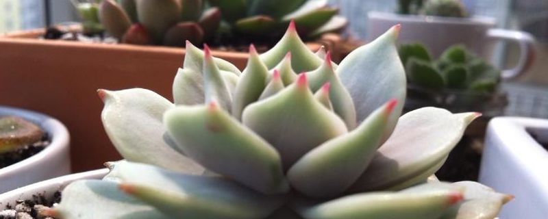 露娜莲怎么种（露娜莲怎么繁殖）