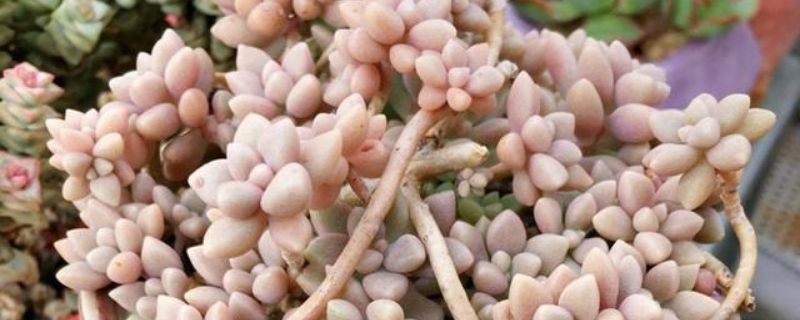 姬秋丽夏天可以露养吗 姬小菊可以露天过冬吗