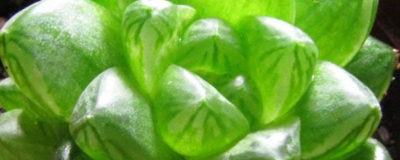 草玉露怎么养 草玉露怎么养殖