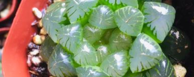 樱水晶的叶子变色了怎么办 樱水晶叶心开花
