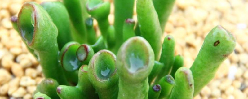 筒叶花月怎么换盆（筒叶花月换盆浇水）