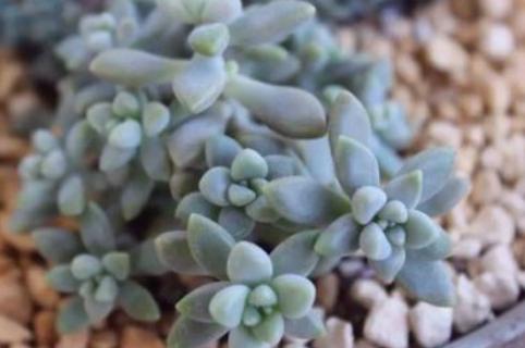 姬秋丽夏天怎么养