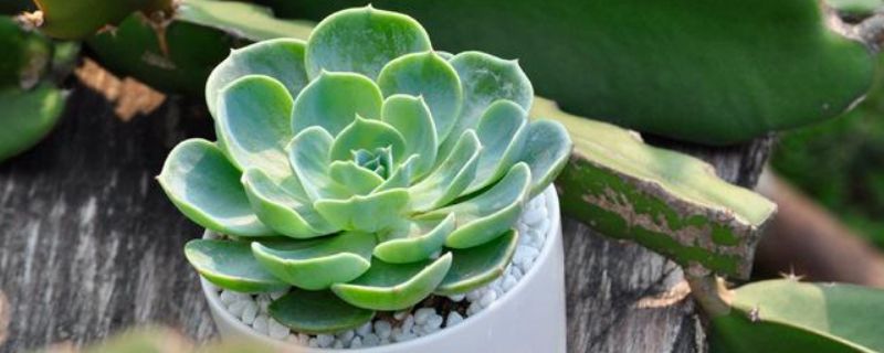 玉蝶怎么养容易长侧芽 玉蝶侧芽怎么处理