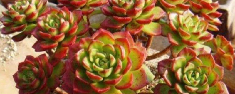 火焰蒂亚的养殖方法和注意事项 多肉火焰蒂亚的养殖方法和注意事项