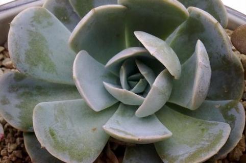 宝石花怎么种植