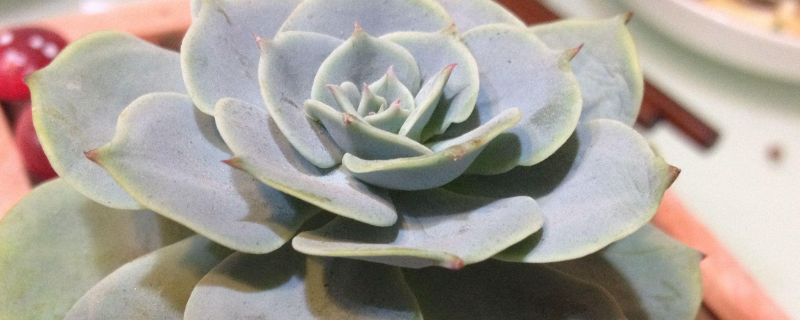 玉蝶夏天怎么浇水（玉蝶夏天怎么浇水好）