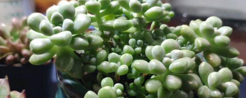 姬秋丽夏天可以晒太阳吗 姬小菊夏天能晒太阳吗