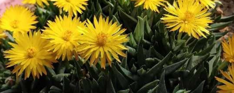 黄花照波的养殖方法和注意事项（黄花照波多久浇水）