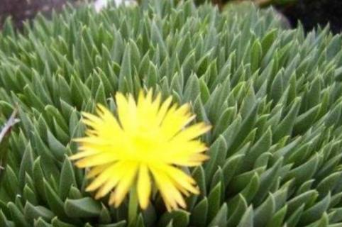 黄花照波怎么分株