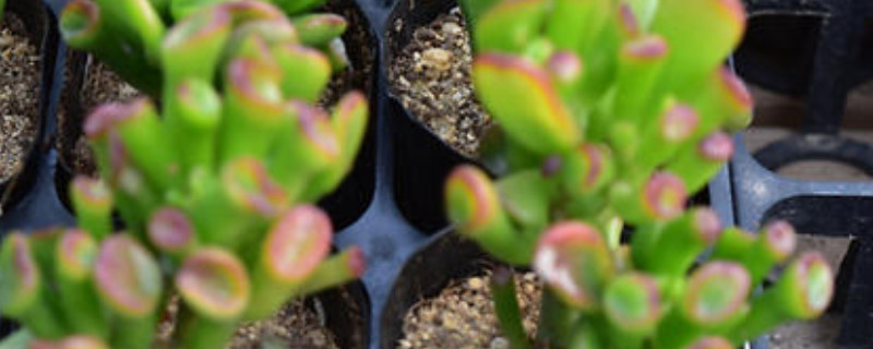 筒叶花月的养殖方法 多肉植物筒叶花月的养殖
