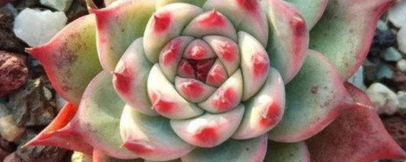 吉娃娃怎么养 多肉吉娃娃怎么养