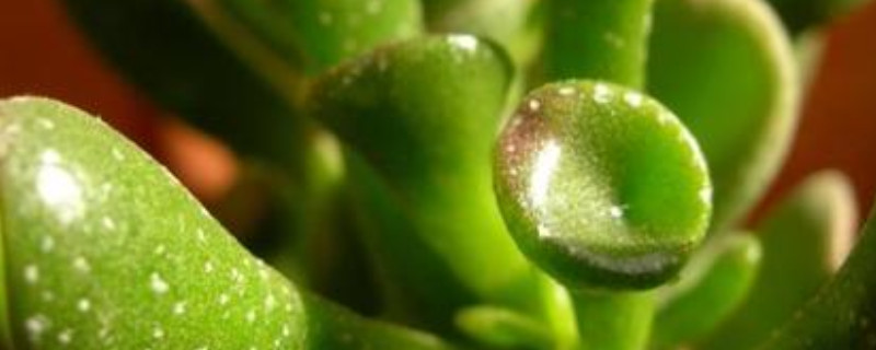 筒叶花月寓意 筒叶花月图片大全