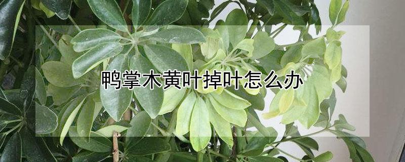 鸭掌木黄叶掉叶怎么办（鸭掌木黄叶子掉叶子是什么原因）
