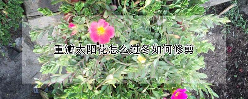 重瓣太阳花怎么过冬如何修剪 太阳花老桩能活几年