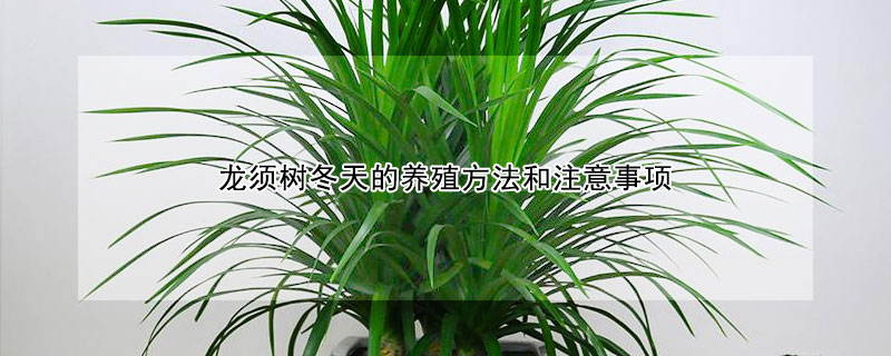 龙须树冬天的养殖方法和注意事项（龙须树冬天怎么养）