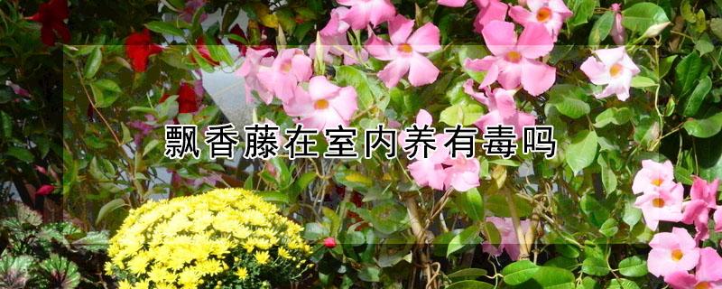 飘香藤在室内养有毒吗 飘香藤在室内养好吗