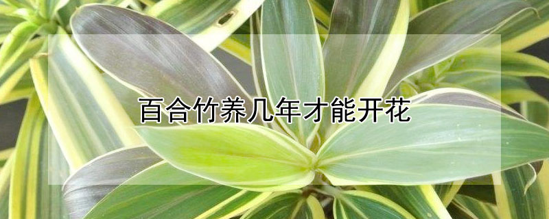 百合竹养几年才能开花 百合竹花期多久