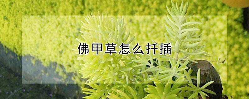 佛甲草怎么扦插 佛甲草怎么扦插长成草坪