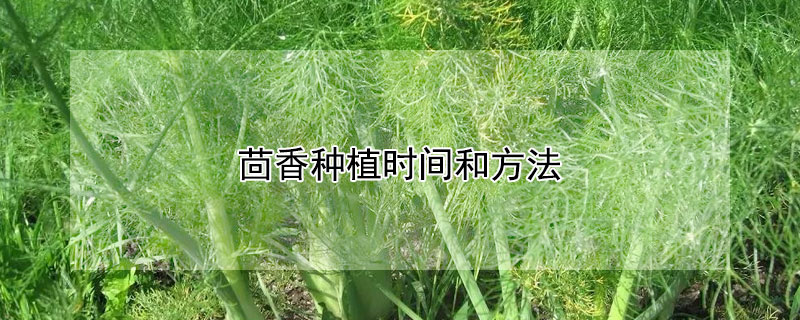 茴香种植时间和方法（茴香种植时间和方法视频）
