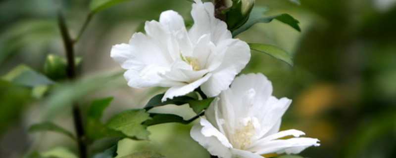 木槿扶桑花的养殖方法（扶桑花为什么不能在家养）