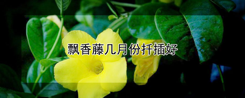 飘香藤几月份扦插好（飘香藤什么时候扦插）