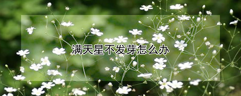 满天星不发芽怎么办（满天星不出苗）