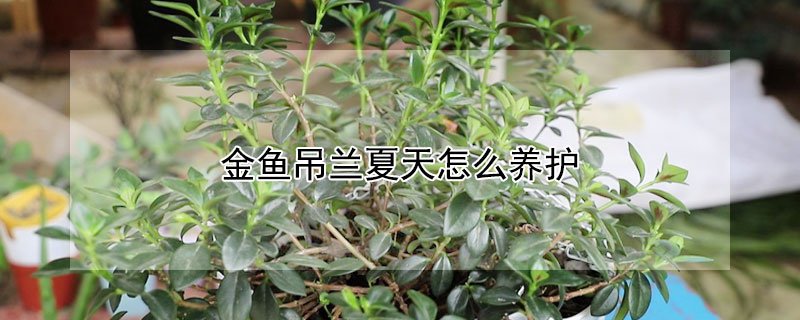 金鱼吊兰夏天怎么养护 金鱼吊兰夏天怎么养护和保养
