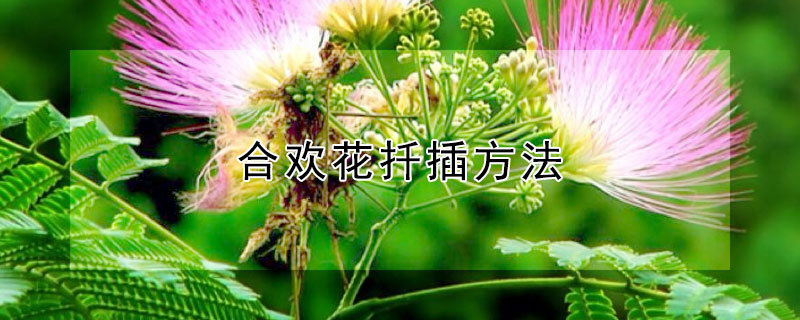 合欢花扦插方法（合欢花扦插繁殖）