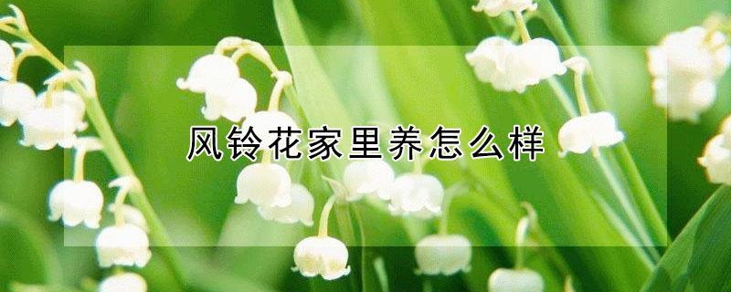 风铃花家里养怎么样（风铃花家里养怎么样才能开花）