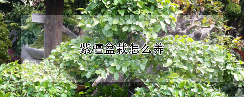 紫檀盆栽怎么养 紫檀盆栽养护