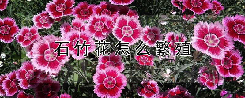 石竹花怎么繁殖 石竹花怎么繁殖视频