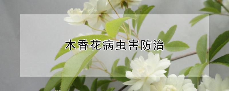 木香花病虫害防治 木香花病虫害防治措施