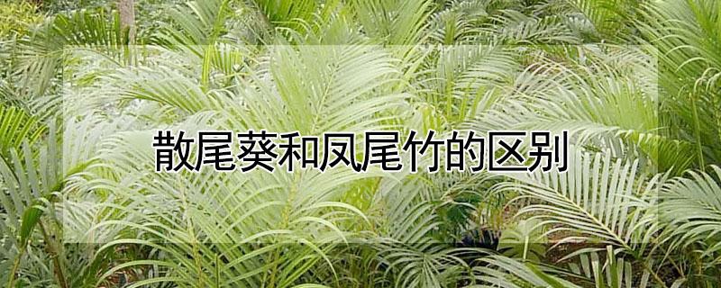 散尾葵和凤尾竹的区别（散尾葵和凤尾竹的区别视频）