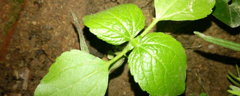 薄荷籽怎么种植方法 薄荷籽怎么种植方法图解