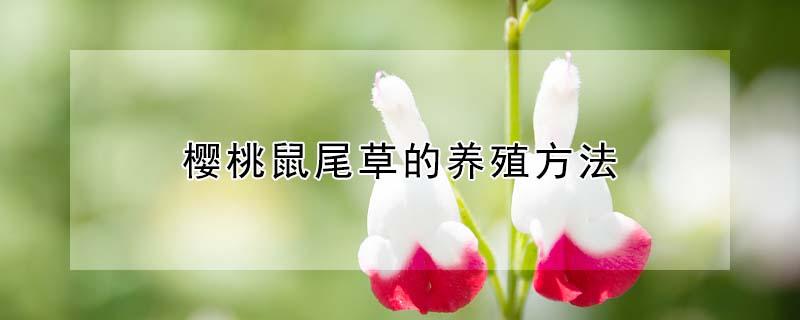 樱桃鼠尾草的养殖方法（樱桃鼠尾草怎么养）