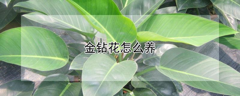 金钻花怎么养 金钻花怎么养殖