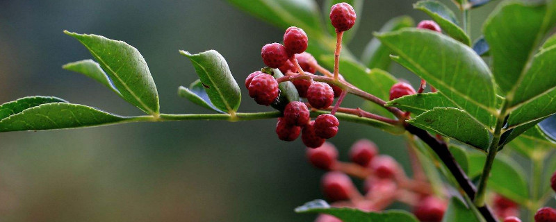 移栽花椒树怎么浇水（移栽花椒树怎么浇水视频）