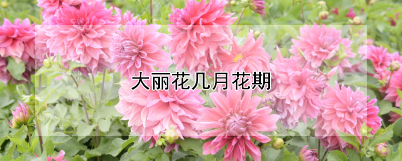 大丽花几月花期 大丽花几月份开