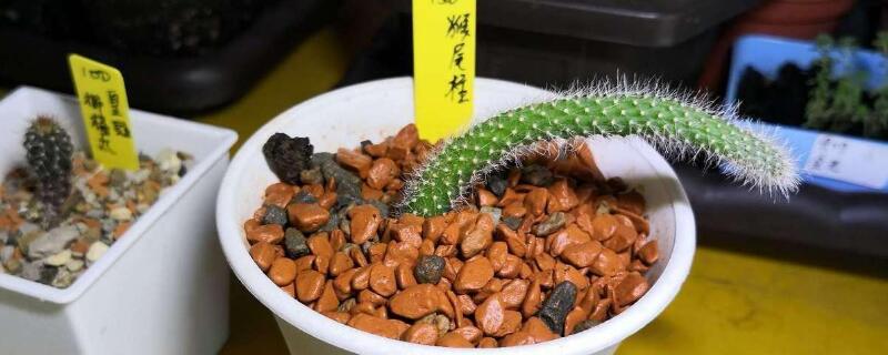 猴尾柱怎么浇水 猴尾柱浇水方法