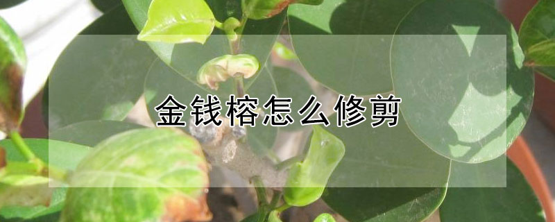 金钱榕怎么修剪（金钱榕怎么修剪教程）