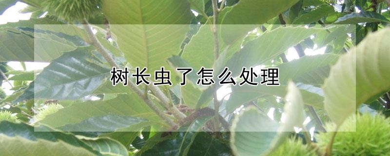树长虫了怎么处理（树上长虫子了用什么药）
