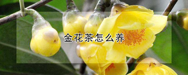 金花茶怎么养 金花茶怎么养活