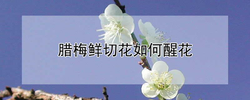 腊梅鲜切花如何醒花（腊梅 鲜切花）