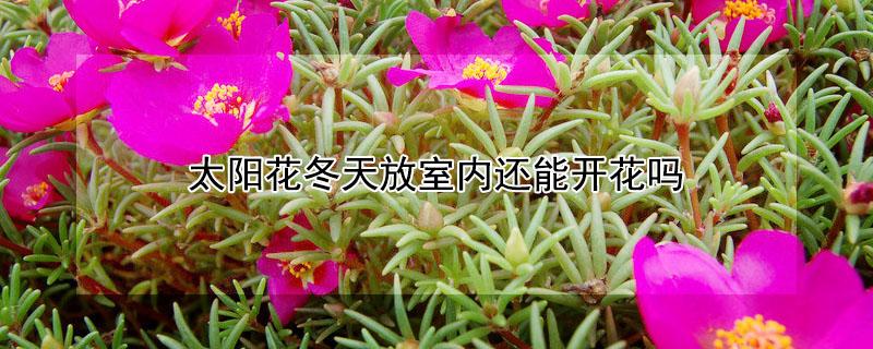 太阳花冬天放室内还能开花吗 太阳花冬天放室内还能开花吗图片
