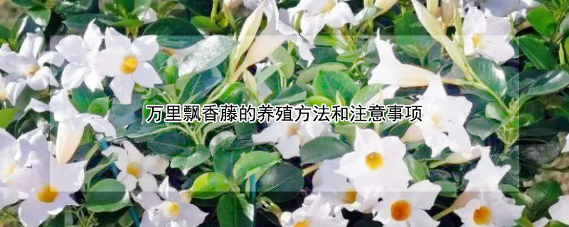 万里飘香藤的养殖方法和注意事项（飘香藤一年开几次花）