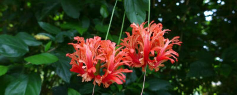 扶桑灯笼花养殖方法（扶桑灯笼花养殖方法和技术）