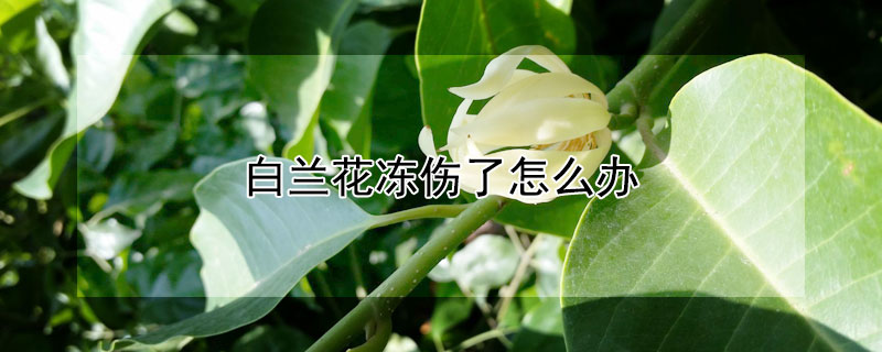 白兰花冻伤了怎么办 白兰花冻伤后怎么办