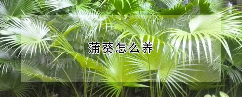蒲葵怎么养（蒲葵好养吗）