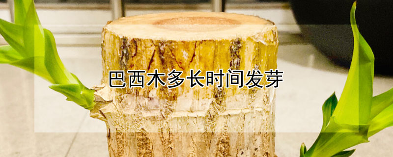 巴西木多长时间发芽（巴西木多长时间发芽出苗）