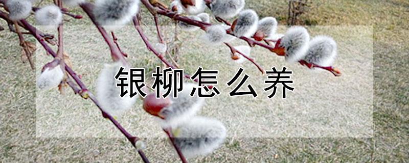 银柳怎么养 银柳怎么养好